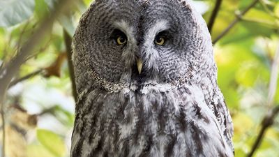 Great Grey Owl or Great Gray Owl (Strix nebulosa), Alaska. Wood owls, birds.