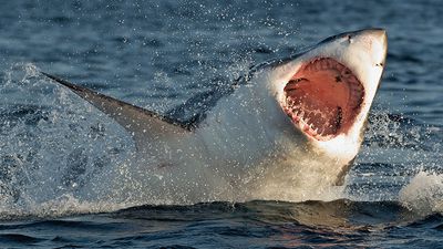 Great White Shark