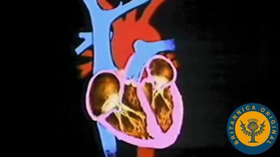 The human heart and cardiovascular system explained