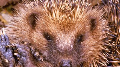 Hedgehogs. Insectivores. Erinaceus europaeus. Spines. Quills. Close-up of a hedgehog rolled up.