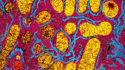 mitochondria and cellular respiration