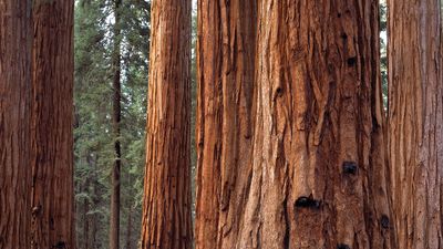 Sequoia National Park