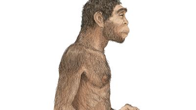 illustration of Homo erectus