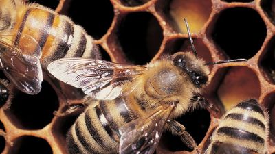 Honeybees working on honeycomb.