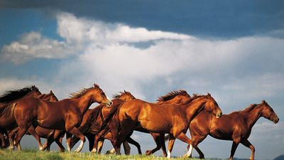 Group of horses. Herd of running Horses in Colorado, Western United States of America. Animal, running, horsemeat, horse meat.