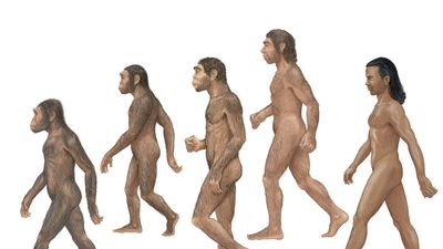 Group of Homosapiens, Australopithecus afarensis, Homo erectus, Homo habilis, and Neanderthal.