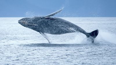 Humpback whale breaching out of the ocean. (sea mammal; ocean mammal)