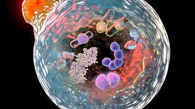 Mechanism of cellular autophagy, illustration for Nobel Prize Award in Medicine 2016. 3D illustration showing fusion of lysosome with autophagosome containing microbes and molecules.