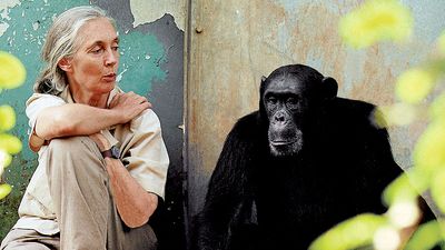 Jane Goodall. British ethologist Dr. Jane Goodall (b. 1934) with chimpanzee Freud at Gombe National Park in Tanzania. Goodall researches the chimpanzees of Gombe Stream National Park in Tanzania.