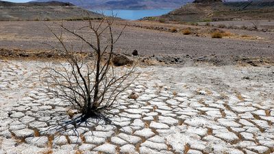 Lake Mead is seen in the distance behind a dead creosote bush in an area of dry, cracked earth that used to be underwater near where the Lake Mead Marina was once located on June 12, 2021 in the Lake Mead National Recreation Area, Nevada.