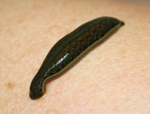 Medicinal leech (Hirudo medicinalis).