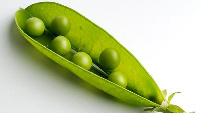 Legume. Pea. Pisum sativum. Peapod. Pod. Open peapod showing peas.