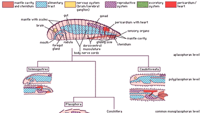 organizational levels and body diagrams of mollusks