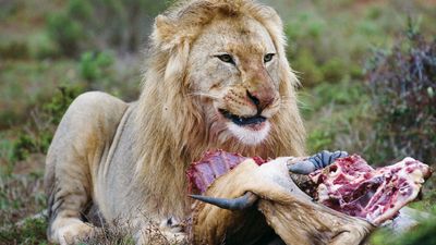 A lion (Panthera leo) eating its prey.