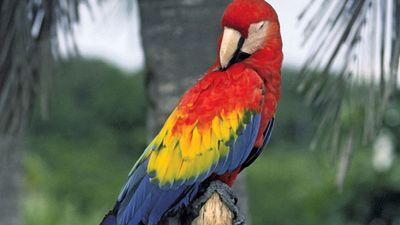 Macaw. bird. Scarlet Macaw (Ara macao) in Quantana Roo, Mexico. A large colorful parrot native to tropical North and South America.