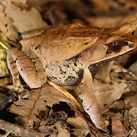 Malayan Leaf Frog - Megophrys nasuta