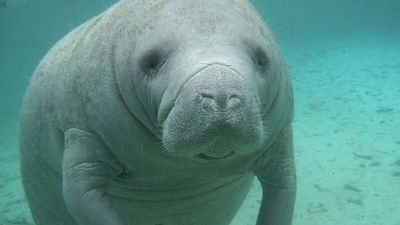 Florida manatee (T. manatus latirostris), in Atlantic Ocean (sea cow; sea mammal; aquatic mammal)