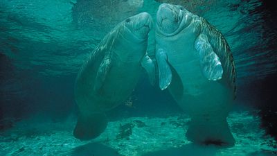 West Indian manatees (Trichechus manatus)