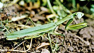 Mantid (Mantis religiosa).