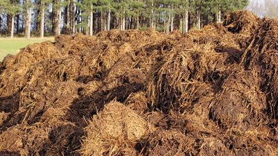 Manure, a mixture of animal excrement and straw, sits in a pile in a field in France.