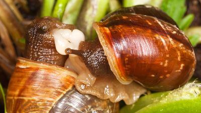 Mating snails. Extreme close-up