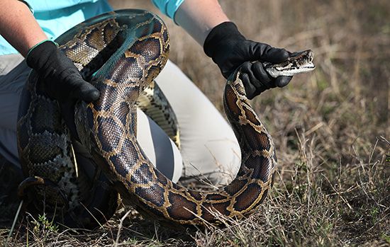 Burmese python (Python bivittatus)