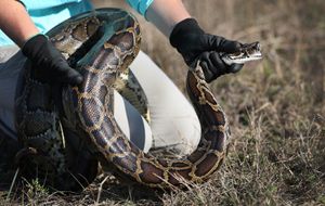 Burmese python (Python bivittatus)