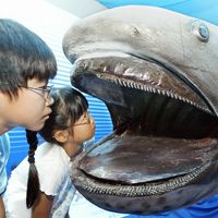 megamouth shark (Megachasma pelagios)