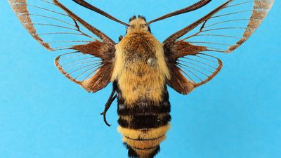 A moth of the genus Hemaris. part of the insets unclocked project