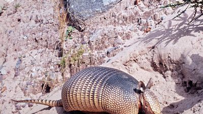 Nine-banded armadillo (Dasypus novemcinctus).