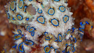 blue-ringed octopus