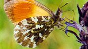 Orange-tip butterfly (Anthocharis cardamines), with long proboscis for feeding.