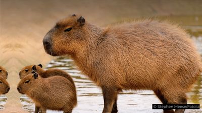 Learn how the world's largest rodent escapes jaguars, anacondas, and human predators