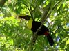 Exploring the biodiversity of Corcovado National Park