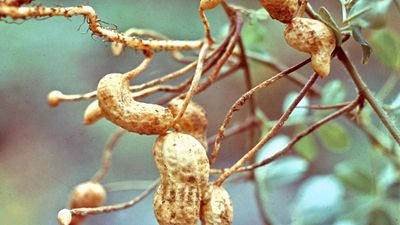 Peanut (Arachis hypogaea)