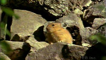 Watch a pika forage for food in mountainous terrain and deliver a litter of fully dependent hairless pups