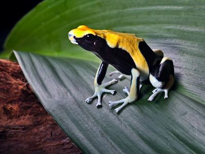 poison frog. Poison frog (family Dendrobatidae), also called poison dart frog, dart-poison frog, or poison arrow frog. Endangered dendrobates tinctorius or yellowback in south american amazon rain forest.