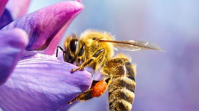 Pollination. Bee collecting pollen & nectar from a flower. Plant insect