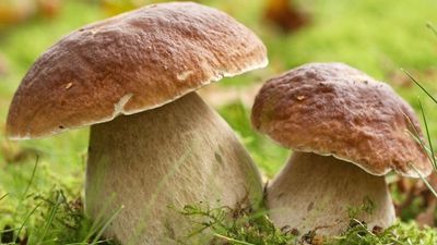 Mushrooms growing in forest. (vegetable; fungus; mushroom; macrofungi; epigeous)