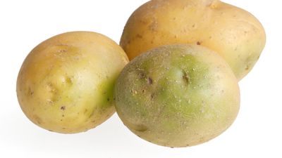 Green potatoes containing solanine are poisonous