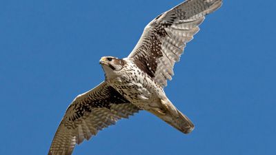 Prairie falcon (Falco mexicanus) in mid-flight.