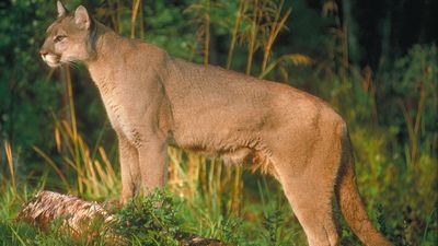 Cougar in woods. Cats, felines, puma.