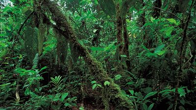 Ecuador: rainforest