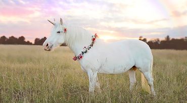 A white unicorn in a meadow with a rainbow in the background.