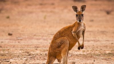 Red kangaroo (Macropus rufus) in the outback of Queensland, Australia. Marsupial