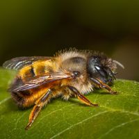 red mason bee