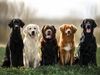 Various retriever dog breeds sitting in a row. L-R: curly coated retriever, golden retriever, Labrador retriever, duck tolling retriever, flat coated retriever. hunting sporting dogs