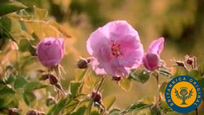 Learn how rose petals are harvested and distilled to derive attar of roses essential oil