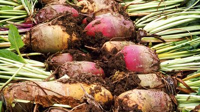 Beet. Beta vulgaris. Sugar beet. Two rows of harvested beets.