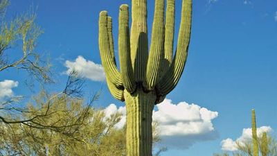 saguaro